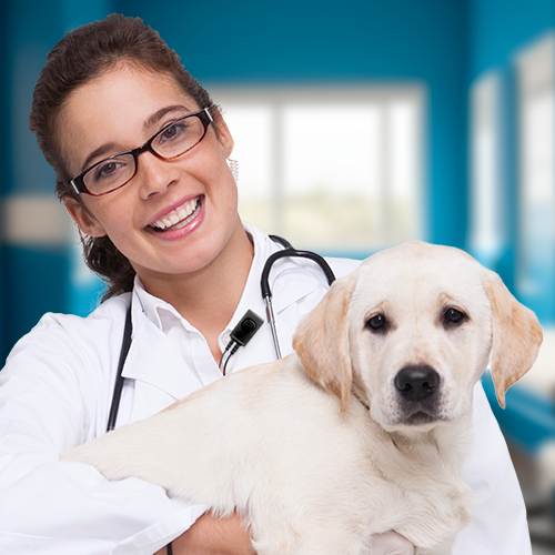 Veterinarian Holding a Loveable Dog and Wearing an Earpiece